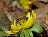 beetography > A honey bee on winter aconite