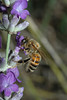 A honey bee foraging on lavendar flowers.