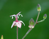 beetography > A toad lily (Tricyrtis macropoda, Liliaceae) flower.