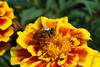 beetography > A bee on marigold. 
This bee was manipulated to take this picture, but was not harmed in the process.