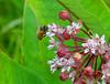 beetography > A honey bee foraging on common milkweed flowers.