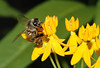 beetography > A honey bee foraging on yellow butterfly milkweed flowers.