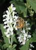 beetography > A bee foraging on white mint flowers.