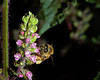 beetography > A honey bee foraging on mint flowers.

MSU Beal Botanical Garden.