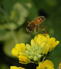beetography > A honey bee foraging on Chinese cabbage (Brassica campestris  pekinensis) flowers.

Zach's vege garden, planted by his parents.