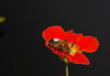 beetography > A bee on nasturtium (Tropaeolum majus, Tropaeolaceae).

I have seen bees working on this flower in the botanical garden (perhaps had a shot or two, not processed). But this particular shot was "staged" with a tagged bee.  No worry, she was not harmed (and flew back to her hive after the photo was done).