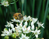 beetography > A bee working on Chinese chive flowers (Allium tuberosum, Liliaceae). 

MSU Beal Botanical Garden.