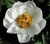 Honey bees foraging on a peony.  Published in Science (2003) and Nature-Reviews Genetics (2003)