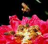 beetography > Hone bees foraging on a peony , this is a 100% crop to show the details of the next photo (DSCN1040).