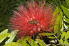 beetography > A bee on red powder puff (Calliandra haematocephala, Mimosaceae).

Fairchild Topical Botantical Garden, Miami, Florida.