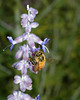 beetography > 1. Western Honey Bees >  sage-DSC_8831