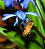 Honey bees foraging on a scilla (squill) (Scilla sp, Lilliaceae). These pretty blue flowers produce blue pollen (do not believe me? see next photo!).