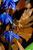 beetography > Honey bees foraging on a scilla (squill) (Scilla sp, Lilliaceae).  Looked at the beautiful blue pollen on the leg!
