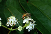 beetography > A honey bee and a solitary bee on flowers of seven sons tree (Heptacodium miconioides, Caprifoliaceae).  This tree is native to China and imported as ornamentals. 

MSU Beal Botanical Garden.