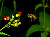 beetography > A bee in flight while foraging on a flower of the Simpson's honey plant (Scrophulariaceae).

Univ. of Guelph Bee Lab, Guelph, Ontario.