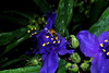 beetography > A bee  foraging on a blue spiderwort flower.

Zach's backyard garden, planted by his dear wife.