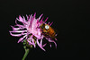 beetography > A bee foraing on purple starthisle, also known as knapweed (Centaurea calcitrapa, Asteraceae).  Starthistle produces light honey that has a pleasent taste.  This plant, however, is also considered a weed due to its invasive nature. 

This bee was manipulated for this photo, but was not harmed in this process.
This bee was