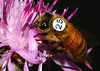 beetography > 1. Western Honey Bees >  starthistle-DSC_8964c
