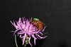 beetography > 1. Western Honey Bees >  starthistle-DSC_8978