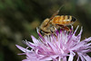 beetography > A bee  foraging on a startthistle flower.  This plant is startthistle, knapweed, Centaurea, bee, honey bee, honeybee, Apis melliferastartthistle, knapweed, Centaurea, bee, honey bee, honeybee, Apis melliferastartthistle, knapweed, Centaurea, bee, honey bee, honeybee, Apis melliferastartthistle, knapweed, Centaurea, bee, honey bee, honeybee, Apis melliferaconsidered an invasive species and is under control in many states.  It does produce nice-tasting, light honey.