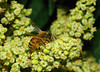 beetography > A bee  foraging on sumac flowers.