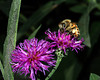 beetography > A bee on a thistle (Asteraceae).

MSU Beal Botanical Garden.