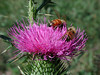 beetography > Bees foraging on a Canadian thistle.

Just found this one from my old pile, by the old Nikon Coolpix 990 (point and shoot camera).