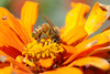 beetography > A honey bee foraging on a zinnia flower.
