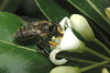beetography > 2. Asian Honey Bees >  DSC_2026harvard