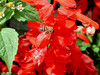 beetography > An Asian honey bee foraging on Scarlet sage (Salvia splenden).