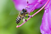 2. Asian Honey Bees : Apis cerana photos