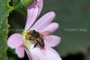 beetography > 2. Asian Honey Bees >  aster-DSC_0113