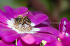 beetography > 2. Asian Honey Bees >  aster-DSC_0118
