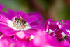 beetography > 2. Asian Honey Bees >  aster-DSC_0116