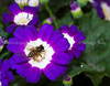 beetography > 2. Asian Honey Bees >  aster-DSC_0109