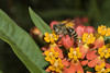 beetography > Apis cerana foraging on red butterfly milkweed, Asclepias curassavica