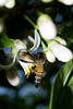beetography > 3. Giant Honey Bees >  DSC_0372