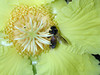 beetography > 3. Giant Honey Bees >  DSCN2113