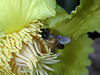 beetography > 3. Giant Honey Bees >  DSCN2115