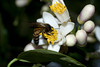 beetography > 3. Giant Honey Bees >  DSC_0377