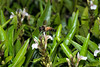 beetography > 3. Giant Honey Bees >  DSC_0826