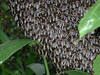beetography > 3. Giant Honey Bees >  DSCN7755