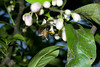 beetography > 3. Giant Honey Bees >  DSC_0370