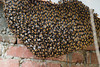 beetography > 3. Giant Honey Bees >  DSC_0528