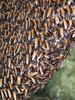 beetography > 3. Giant Honey Bees >  DSCN2205