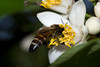 beetography > 3. Giant Honey Bees >  DSC_0379