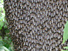 beetography > 3. Giant Honey Bees >  DSCN7742