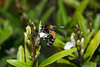 beetography > 3. Giant Honey Bees >  DSC_0816