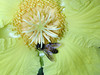 beetography > 3. Giant Honey Bees >  DSCN2108
