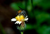 4. Dwarf Honey Bees : Apis florea and Apis andreniformis